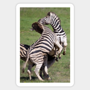 Playing zebras in South Africa Sticker